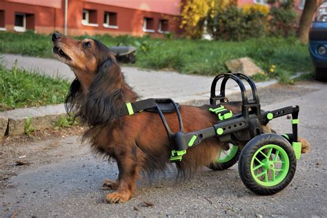 What Is A Dog Wheelchair