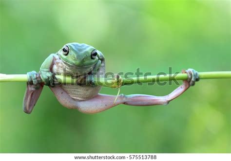 Dumpy Frog Litoria Caerulea Look Like Stock Photo 575513788 | Shutterstock