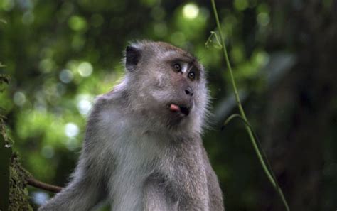 Long-Tailed Macaques / Indonesia Bali Sacred Monkey Forest Long Tailed ...