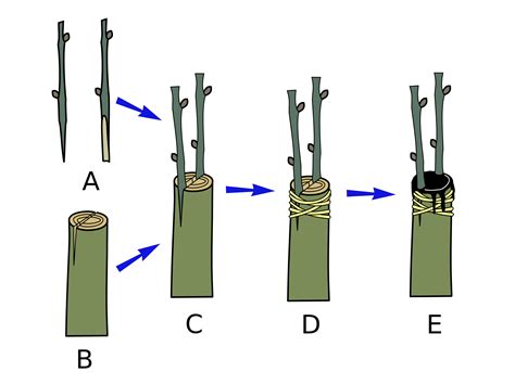 How to Make a Cleft Graft