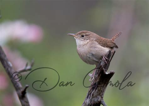 Dan Gomola Wildlife Photography | Songbird Migration - The Beginning