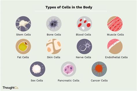 Learn About 11 Different Cell Types in the Body | Cells worksheet, Body cells, Cell biology