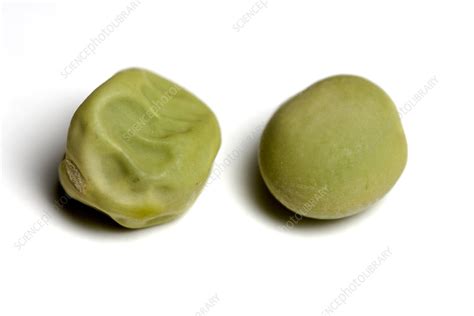 Pea seeds - Stock Image - C050/0633 - Science Photo Library