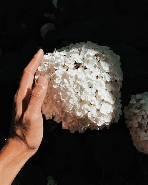 Garden Classic: Annabelle Hydrangeas | alexanderliang.com