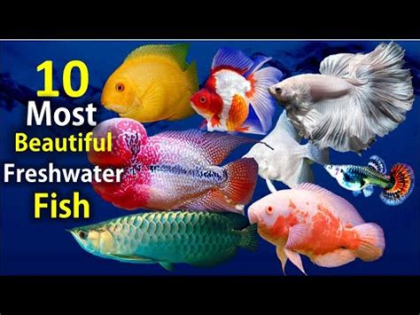 10 Most Beautiful Freshwater Fish for Aquarium – HousePetsCare.com