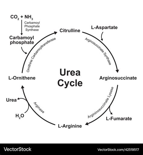 Urea cycle Royalty Free Vector Image - VectorStock