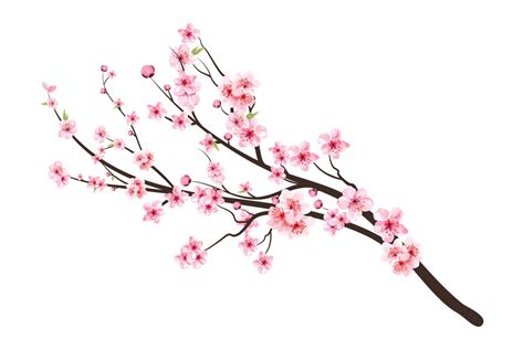 Cherry Blossom Tree Branch Drawings