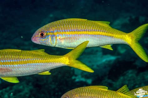 Yellowfin Goatfish- Facts and Photographs | Seaunseen