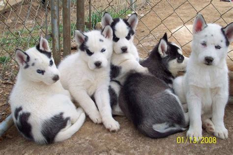 Coat colors of the Siberian Husky