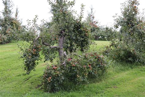 Pine Tree Apple Orchard