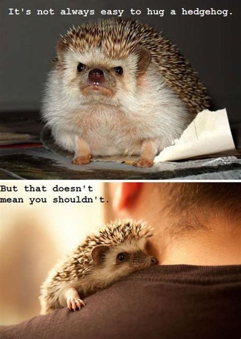 Hedgehogs Need Love Too | UrlyBits | Cute animals, Funny animal ...