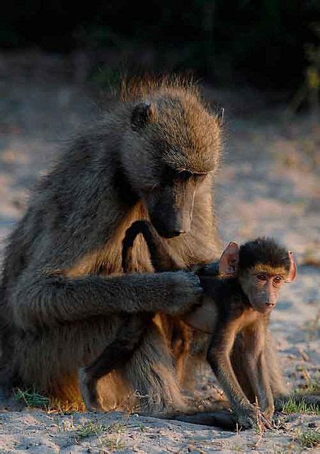 Baboon Grooming, Chobe National Park, Botswana. | Baboon, Grooming, National parks