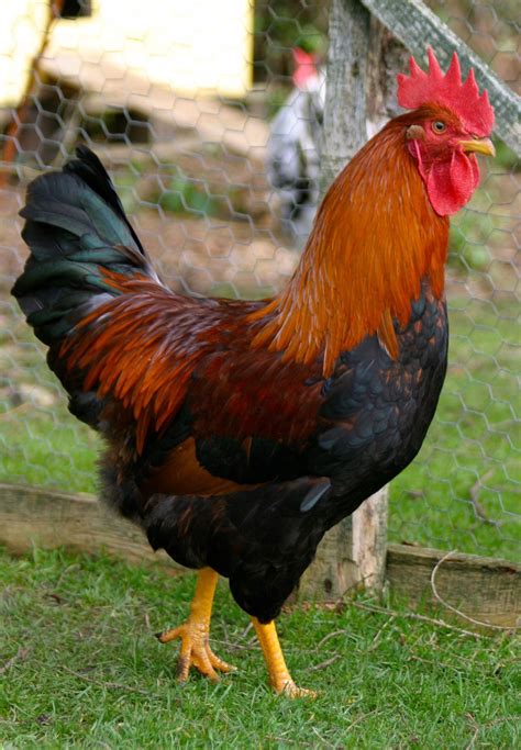 welsummer/ | Gallinas y gallos, Aves de corral, Gallinas de traspatio