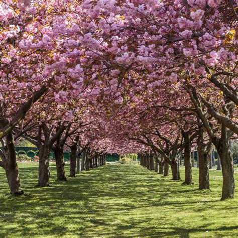 Cherry Trees Blossom on Schedule in Closed Brooklyn Botanic Garden - WSJ