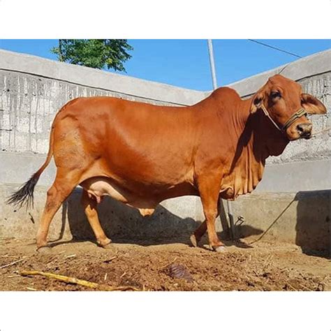 Pure Sahiwal Cow at Latest Price, Pure Sahiwal Cow Supplier in Karnal