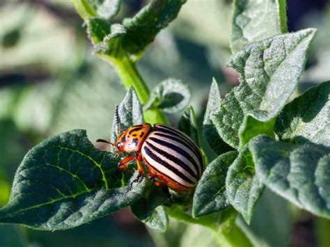 Controlling Colorado Potato Beetle - How To Prevent Potato Beetles ...