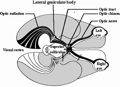 Lateral geniculate nucleus (or body) – Lancaster Glossary of Child ...