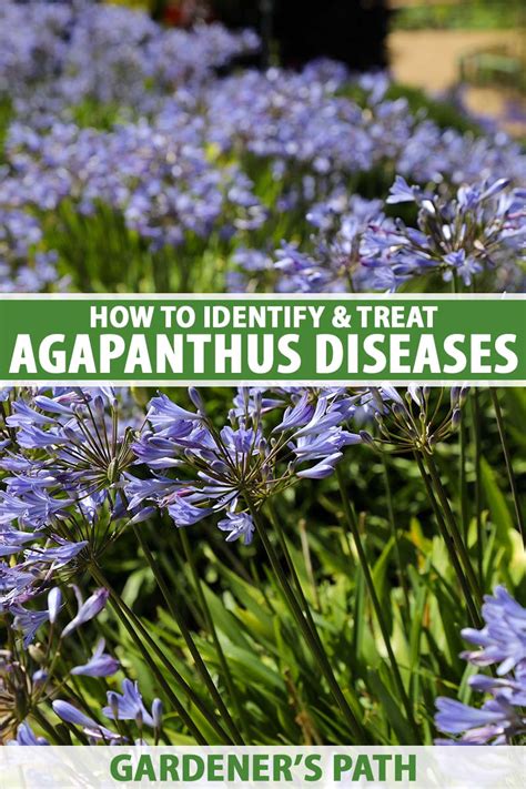 How to Identify and Treat Agapanthus Diseases | Gardener’s Path