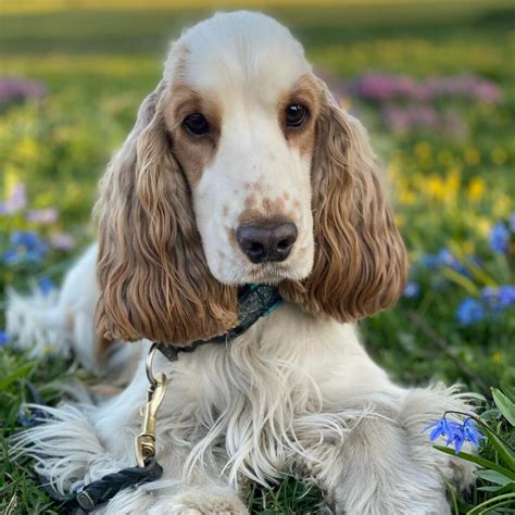 Cocker Spaniel Colors: How Many Shades Are There?