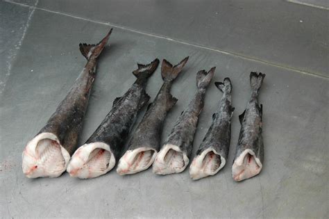 Pacific Black Cod | RBS Seafood Harvesting | Sable Fish | Anoplopoma Fimbria | Wholesale ...