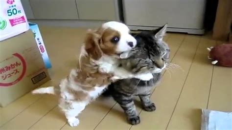 Puppy playing with cat - YouTube