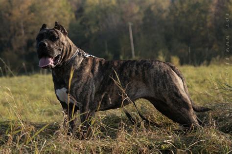 Presa Canario | Presa canario, Mastiff breeds, Cane corso dog