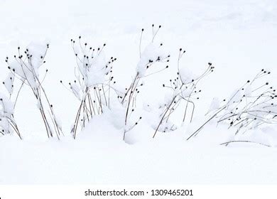 7 Snow Pea Tips Images, Stock Photos & Vectors | Shutterstock