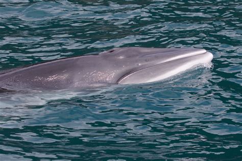 A special day with a Dwarf Minke Whale | Wild Ocean Tasmania