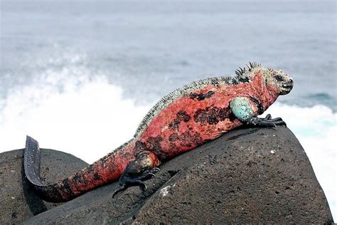 Marine Iguana – "OCEAN TREASURES" Memorial Library