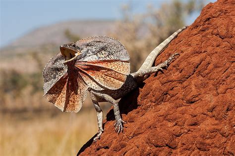 What Animals Live In The Australian Outback Worldatlas | Images and Photos finder