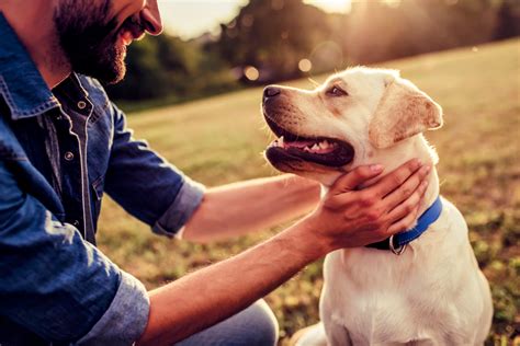 Petting a dog, even when it's not your own, can boost your health for months - Earth.com