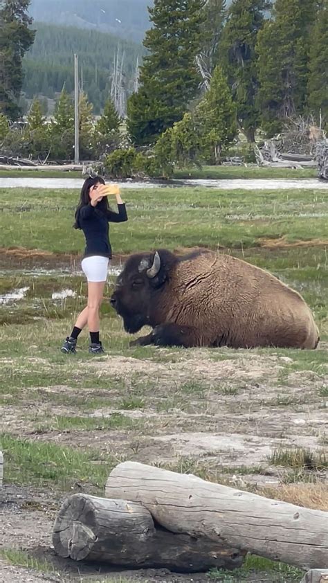 Yellowstone visitors are getting so comfortable with approaching wildlife that park officials ...