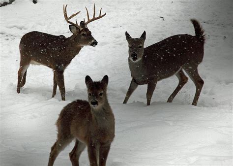 Adirondack deer hold strong despite hard winter – NORTHEAST EXPLORER