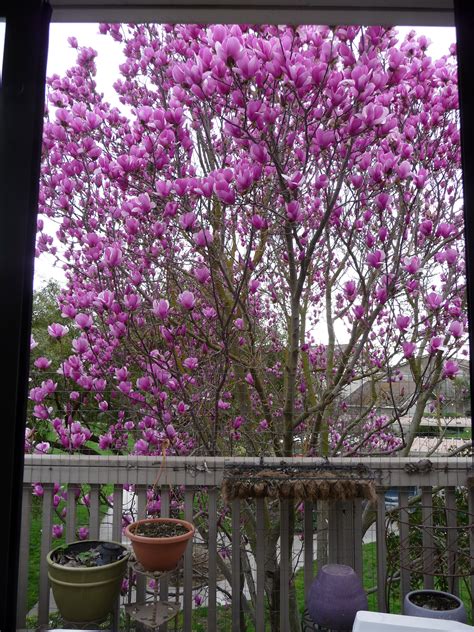 Saucer Magnolia | Landscape plants | Pinterest | Magnolia, Blooming ...