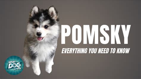 What Is A Pomsky - The Ultimate Guide - Pet Rescue Blog