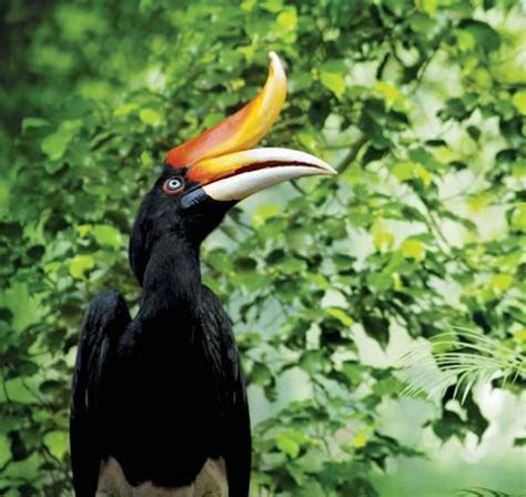 Hornbill | bird | Britannica.com