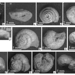 Mollusk fossils in the QA-I Miocene loess-soil section. a-c, Metodontia... | Download Scientific ...