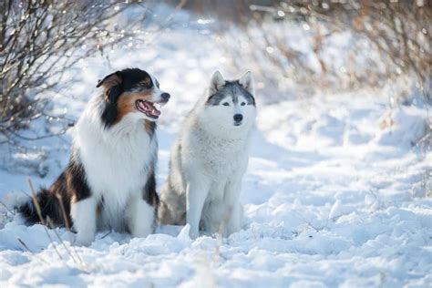 Australian Shepherd Husky Mix: Meet The Lively Aussie Husky