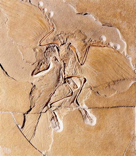 Archaeopteryx | Prehistoric animals, Feathered dinosaurs, Fossils