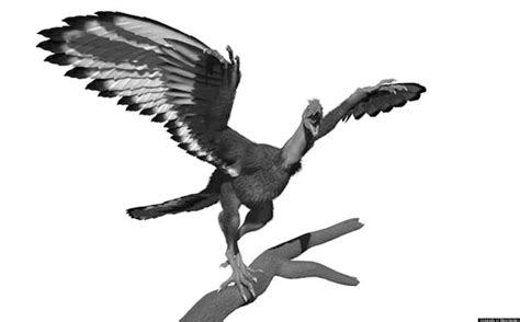 Archaeopteryx Feathers Were Black & White, Study Of 'Dinobird' Fossil Shows