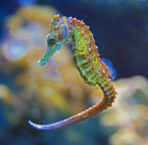 Rainbow seahorse ♥ Rainbow White Color Design Art Food Pretty Beautiful ...