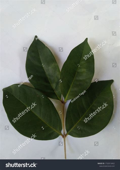 1 Hoja De Laurel Images, Stock Photos & Vectors | Shutterstock