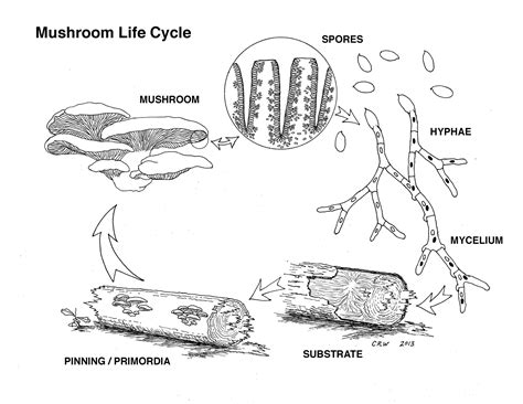 2. Mycology 101 - Cornell Small Farms