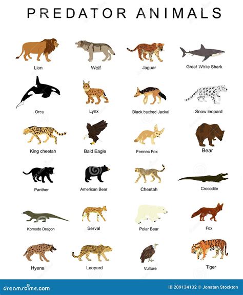 Predator Animals Set Vector Illustration Isolated on White Background. Wildlife Carnivore ...