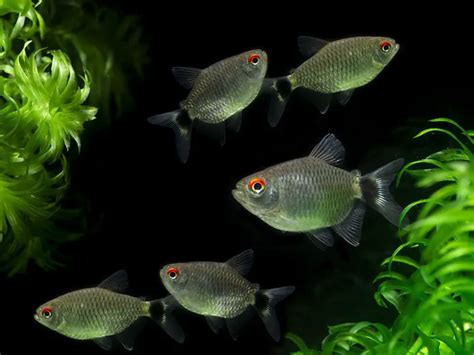 Redeye Tetra Care & Overview | Fishkeeping World