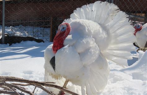 Bowers School Farm – Early Bird Tour – Oakland County Blog