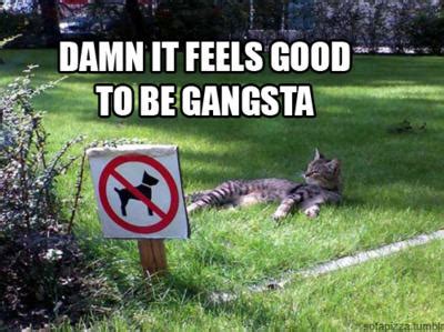 [Image - 144549] | Damn It Feels Good To Be A Gangsta | Know Your Meme