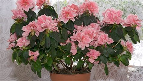 Evergreen Dwarf Azaleas | Garden Guides