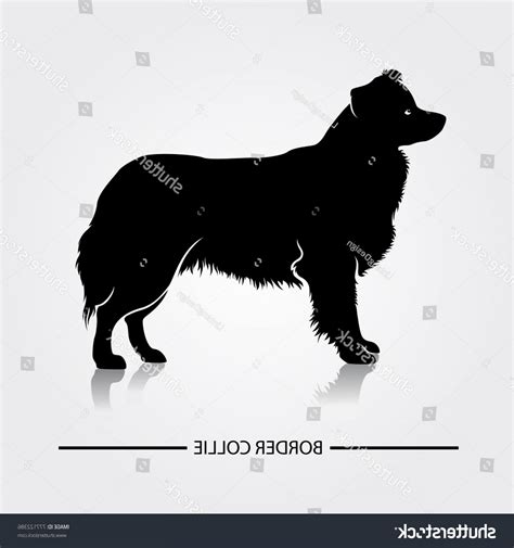 Border Collie Silhouette Svg Free - 278+ SVG PNG EPS DXF File