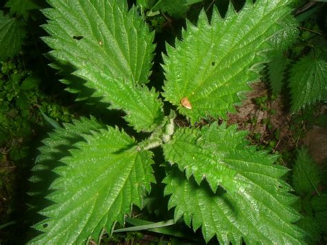 Common Nettle Free Stock Photo - Public Domain Pictures